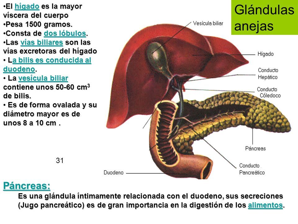 El Sistema Digestivo