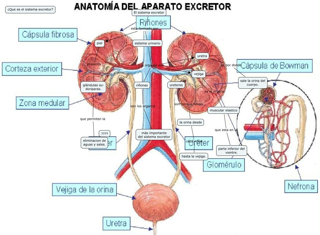 El Aparato Excretor