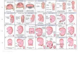 generalidades de anatomia y fisiologia