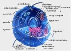 generalidades de anatomia y fisiologia