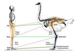 generalidades de anatomia y fisiologia
