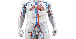 generalidades de anatomia y fisiologia