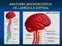 generalidades de anatomia y fisiologia