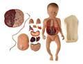 generalidades de anatomia y fisiologia