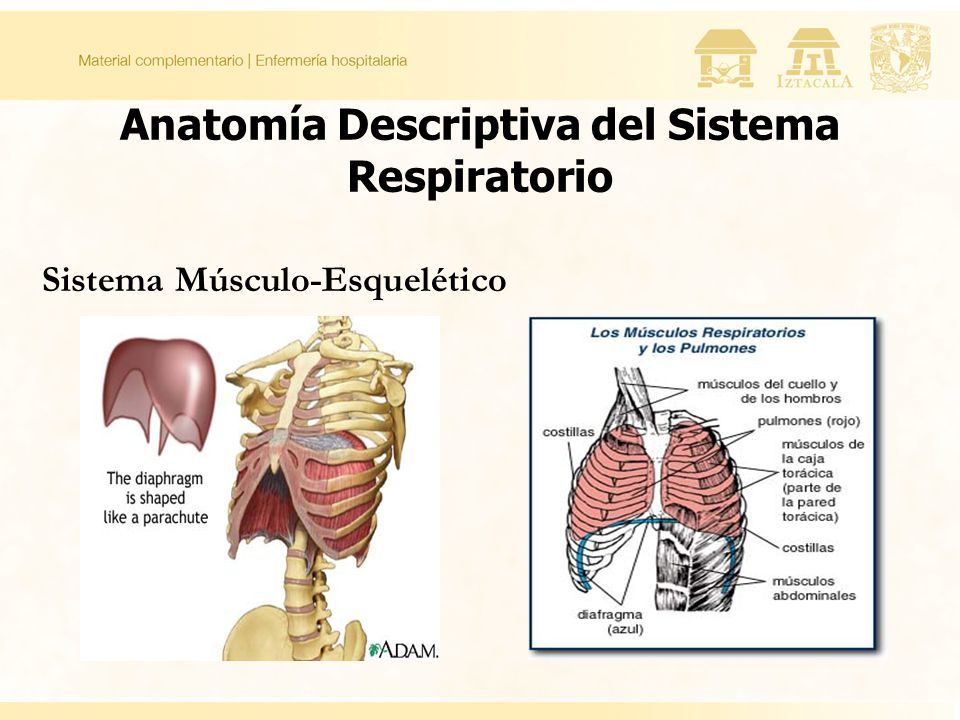 generalidades de anatomia y fisiologia