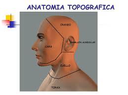 generalidades de anatomia y fisiologia