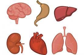 generalidades de anatomia y fisiologia