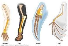 generalidades de anatomia y fisiologia