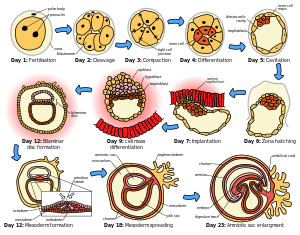generalidades de anatomia y fisiologia
