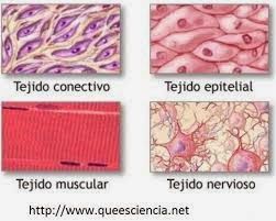 generalidades de anatomia y fisiologia
