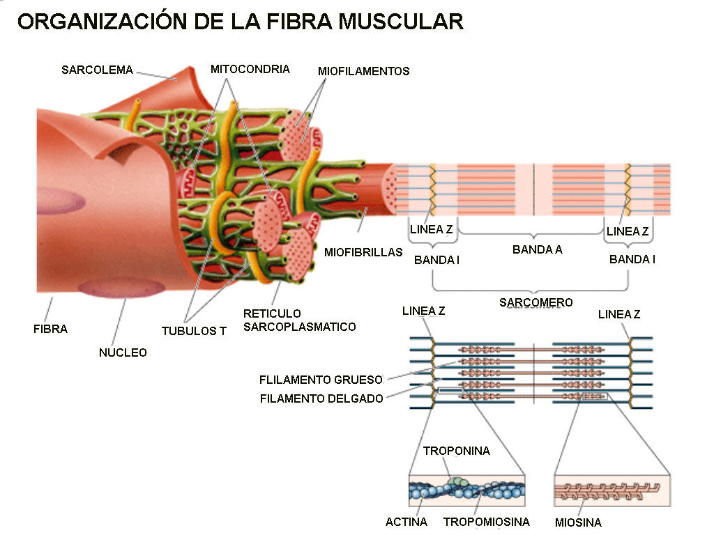Capítulo 6. Contracción del músculo esquelético Zavala Aracely 6°C PowerPoint