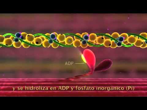 Capítulo 6. Contracción del músculo esquelético Zavala Aracely 6°C PowerPoint