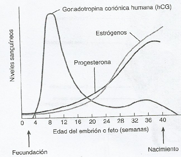 CAMBIOS HORMONALES DURANTE EL EMBARAZO