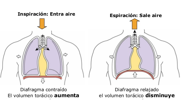 Músculos que producen la expansión y contracción de los pulmones