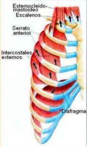 Músculos que producen la expansión y contracción de los pulmones
