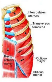 Músculos que producen la expansión y contracción de los pulmones