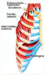 Músculos que producen la expansión y contracción de los pulmones