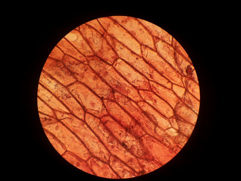 laboratory biology work