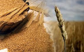Los alimentos de mi región Cundinamarca y su composicion desde la Química orgánica