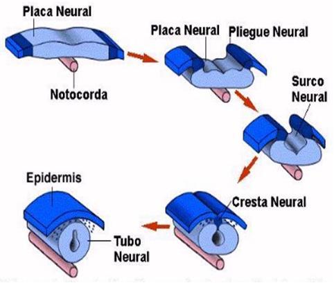 NEURODESARROLLO