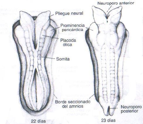 NEURODESARROLLO