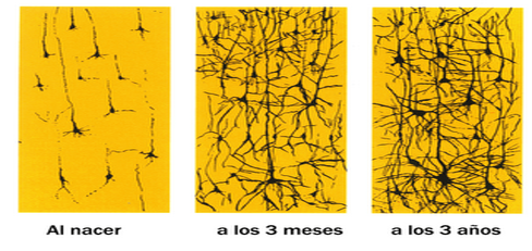 NEURODESARROLLO