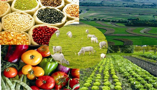 POLÍTICA NACIONAL DE SEGURIDAD ALIMENTARIA Y NUTRICIONAL (PSAN)