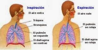 EL CENTRO RESPIRATORIO SE UBICA EN EL BULBO RAQUIDEO