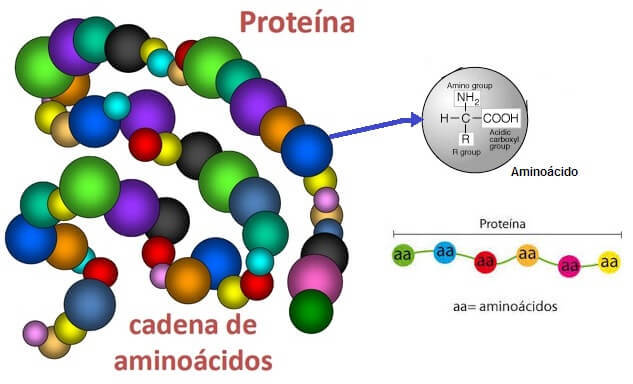 Niveles de organización biológica (biótica y abiótica)