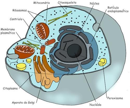 Niveles de organización biológica (biótica y abiótica)
