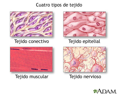 Niveles de organización biológica (biótica y abiótica)