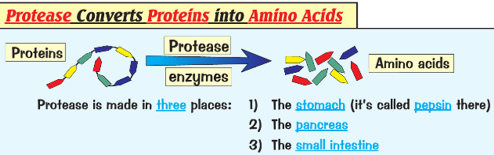 Enzymes and Digestion