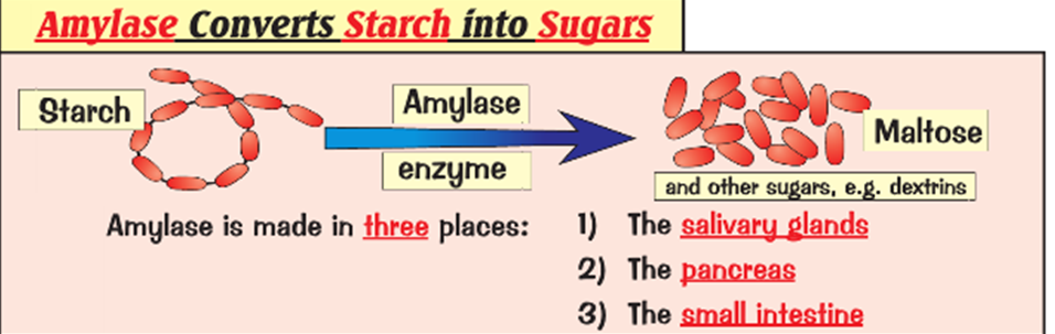 Enzymes and Digestion