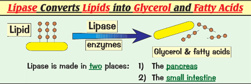 Enzymes and Digestion