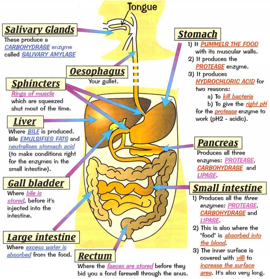 Enzymes and Digestion