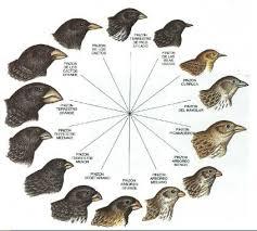TEORÍA EVOLUTIVA