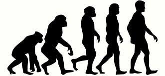 TEORÍA EVOLUTIVA