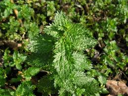Reconocimiento y fluctuación de arvenses asociadas al cultivo de espinaca. (Cota,cundinamarca)