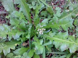 Reconocimiento y fluctuación de arvenses asociadas al cultivo de espinaca. (Cota,cundinamarca)