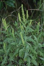 Reconocimiento y fluctuación de arvenses asociadas al cultivo de espinaca. (Cota,cundinamarca)