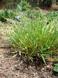 Reconocimiento y fluctuación de arvenses asociadas al cultivo de espinaca. (Cota,cundinamarca)