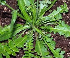 Arvenses en un sistema de producción agrícola. (Espinacas)