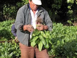 Arvenses en un sistema de producción agrícola. (Espinacas)