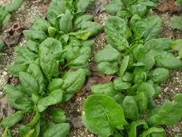 Arvenses en un sistema de producción agrícola. (Espinacas)