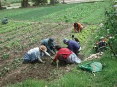 Arvenses en un sistema de producción agrícola. (Espinacas)
