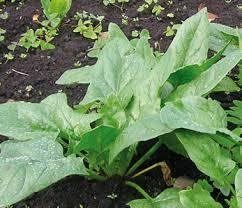 IMPORTANCIA DEL RECONOCIMIENTO DE LAS ARVENSES EN UN SISTEMA DE PRODUCCION AGRICOLA