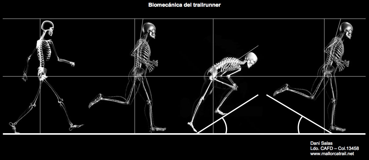 Áreas de SISTEMAS BIOMEDICOS