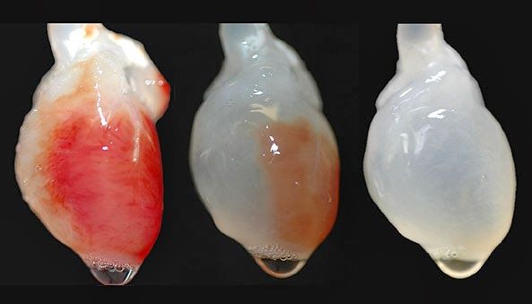 Áreas de SISTEMAS BIOMEDICOS