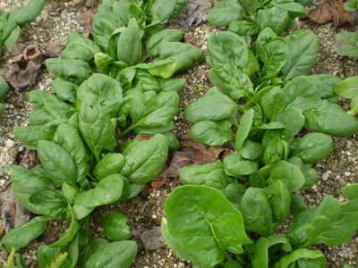 Reconocimiento y fluctuación poblacional arvense en el cultivo de espinaca