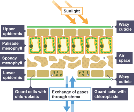 Movement of molecules in and out of cells